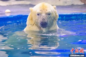 时隔两年半 南京海底世界“10后”北极熊西安“相亲”归来